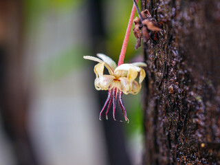 Cocoa flowers (Theobroma cacao) on growing tree trunk close-up ,Cacao flowers on cocoa tree, macro