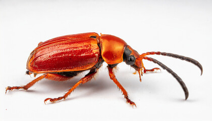 isolated white background Beetle 