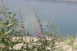 © UMIT - Vitex agnus-castus is a plant native of the Mediterranean region