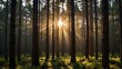 © 凱勛 張 - A towering pine forest filled with the rich scent of pine, with sunlight filtering through the canopy, creating golden beams of light.