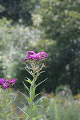 Wall Mural - pink flowers in the garden