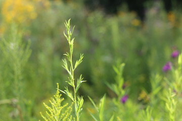 Wall Mural - Green weeds growing in the meadow.