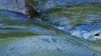 Sticker - Grey wagtail looking for food on the river , sound of the water 