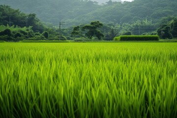 Poster - Rice paddies outdoors nature plant.