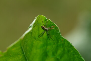 Insects under a macro lens. Macro photo.