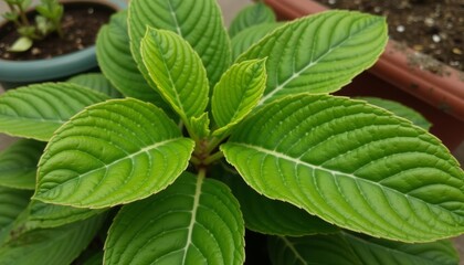 Wall Mural - Vibrant green leaves of a healthy plant