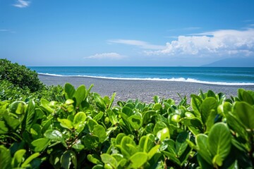 pebble beach on taiwan hualien coast on a sunny day. green bushes with thick leaves in the foregroun