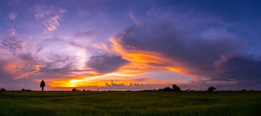 Wall Mural - panorama silhouette tree with sunset.tree silhouetted against a setting sun.beautiful clouds,sunligh