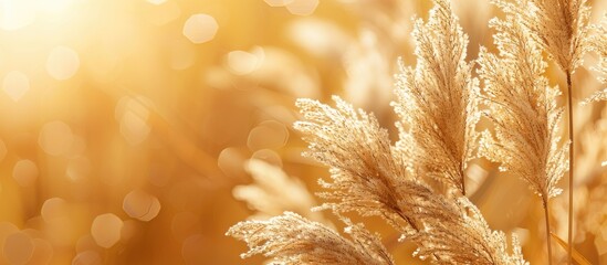 Poster - Pampas grass branch on a golden background Natural backdrop. Copy space image. Place for adding text and design
