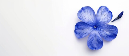 Poster - oxypetalum flower isolated on a white background blue blooms. copy space image. place for adding tex