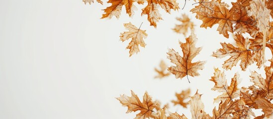 Wall Mural - Autumn backdrop golden oak leaves on a white background space for text. Copy space image. Place for adding text and design