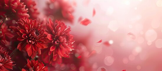 Poster - Flower banner design featuring beautiful red flowers fading into the distance Space for text Greeting background with chrysanthemum flowers Blurred backdrop. Copy space image