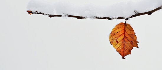 Wall Mural - A dry leaf on a birch branch covered in snow. Copy space image. Place for adding text and design