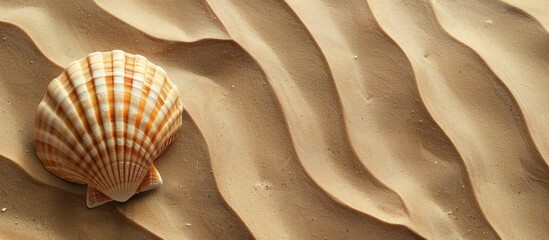 Poster - Shell and sand texture or backdrop. Copy space image. Place for adding text and design