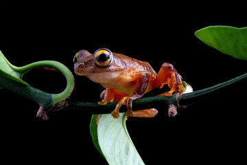 Wall Mural - Rhacophorus margaritifer, Java flying frog isolated on black background