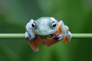 Wall Mural - tree frog, java tree frog, flying frog sitting on branch ( rhacophorus reinwardtii )