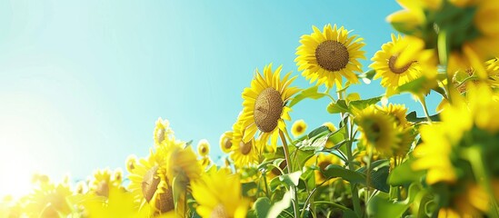 Poster - Portrait image of a sunflower field in the afternoon They are vibrant yellow and fully bloomed against a clear blue sky Feeling fresh and relaxed The concept for a floral background with copyspace