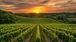 © NfL - Neatly aligned rows of crops with a vibrant sunset in the background