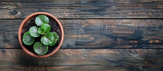 Canvas Print - autumn leaf on wooden background top view orange leaf on weathered wood deck space for text top view area for inscription blurred. Copy space image. Place for adding text and design