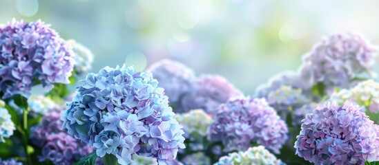 Poster - bouquet of purple and white hydrangeas the flowers are blooming in the garden with copyspace on the 