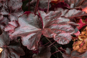 Wall Mural - heuchera 'obsidian' a herbaceous perennial a spring summer foliage plant with purple black leaves co