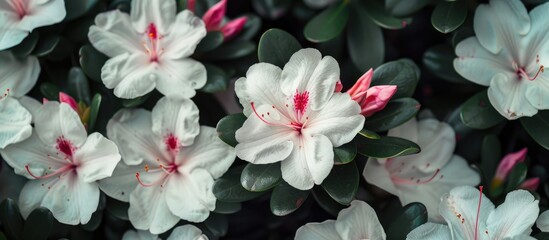 Sticker - Close up of white azalea flowers featuring deep pink centers set against a blurred background of blooms and dark green leaves. Copy space image. Place for adding text and design