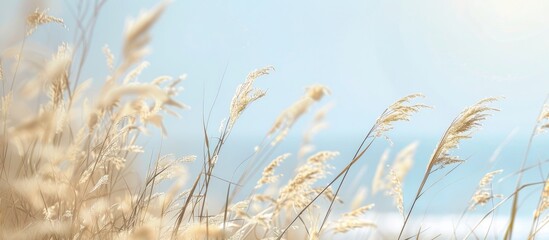 Poster - Focus on beach dry grass reeds and stalks at noon horizontal layout with a blurred natural background summer theme grass concept. Copy space image. Place for adding text and design