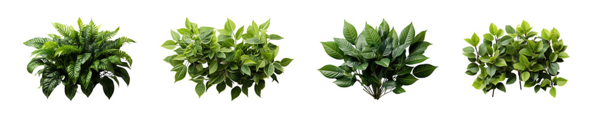 Set, Collection of Foliage Plant isolated on transparent background.