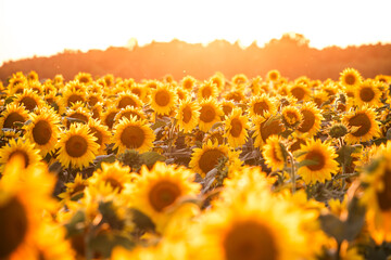 Wall Mural - Breathtaking view of vivid yellow sunflowers in the evening.