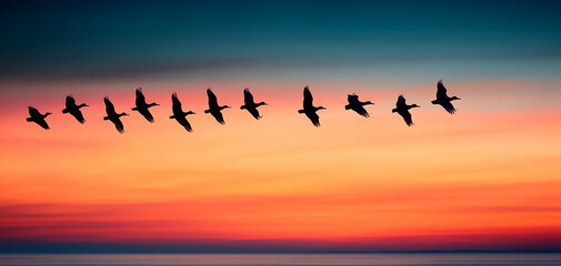 Silhouette of birds in flight against a colorful twilight sky, capturing the beauty of nature's migration.