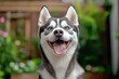 © Sanchai - Funny Siberian Husky sticking its tongue out, captured in a close-up photo where the dog is making a silly, carefree face