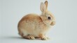 © Boraryn - A cute, fluffy rabbit sitting on a light background, showcasing its soft fur and adorable features.