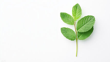 A single mint sprig, herb element, macro photography, vibrant green, isolated on white background.