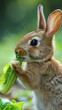 © Maestro - A curious rabbit munching on fresh green lettuce in a vibrant garden during the sunny afternoon