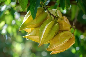 Starfruit also called Averrhoa Starfruit is a tree from tropical Southeast Asia