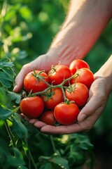 Poster - Two hands are holding a bunch of ripe red tomatoes in a lush garden environment, soaking in sunlight.