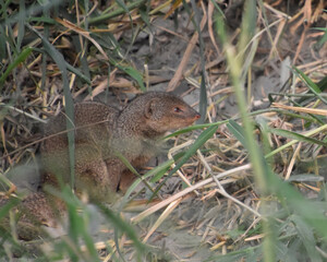 The Indian grey mongoose (Nevlaa) is a mongoose species mainly found in West Asia and on the Indian subcontinen