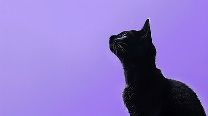 Sticker - A silhouette of a black cat looking up against a purple background.