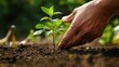 © Plaifah - A focused view of a person hand planting a tiny sapling, with the surrounding soil and small garden tools in the background.