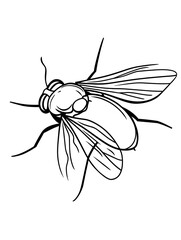 a drawing of a fly insect with a long body and a long wing