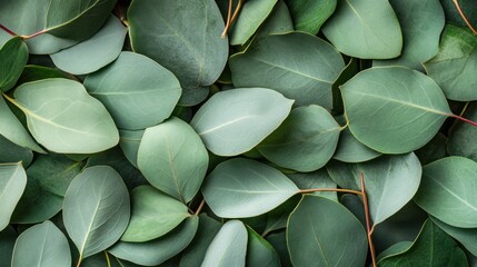 Poster - Eucalyptus Leaves Background