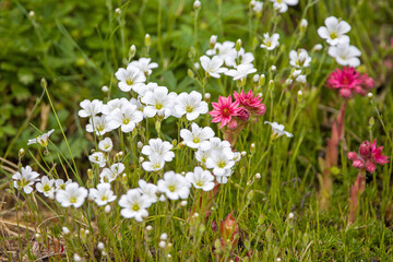 a bouquet of white blossoms of alpine chickweed and pink houseleeks