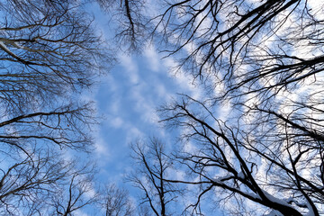 Crowns of snow covered trees against the blue sky