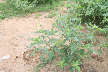 ban tulsi plant on roadside