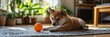 © Mickey - A playful Shiba Inu puppy is resting on a soft rug, gazing intently at a bright orange ball nearby. The puppy's relaxed posture and innocent expression evoke feelings of joy and warmth. The soft rug a