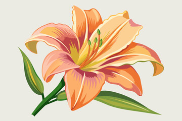 Wall Mural - Daylily flower, watercolor clipart illustration with isolated background.
