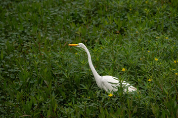 Wall Mural - white egret