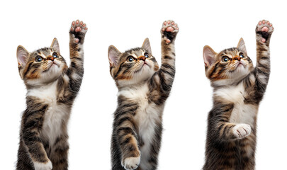 Wall Mural - cat raised its paw looks at an object, cat giving high five, cat rising her hand isolated on transparent background