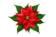 © PhotoSG - Roter Weihnachtsstern und Hintergrund transparent PNG cut out  Poinsettia Winter Rose