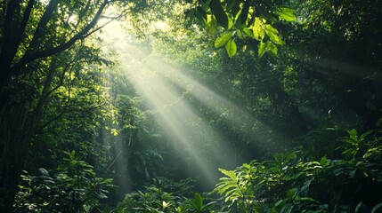 Poster - A lush, green forest with sunlight filtering through the dense canopy, showcasing various shades of green in the leaves and foliage.